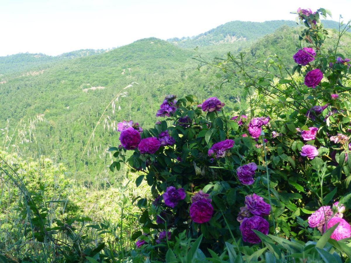 Podere Di Maggio - Casa Della Nonna Santa Fiora Zewnętrze zdjęcie